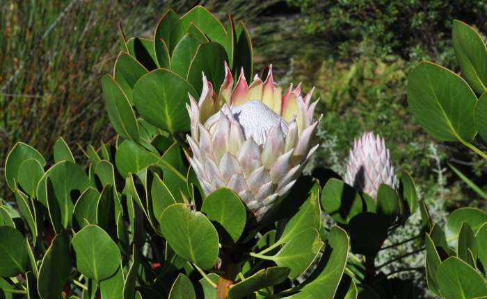 Protea cynaroides shop